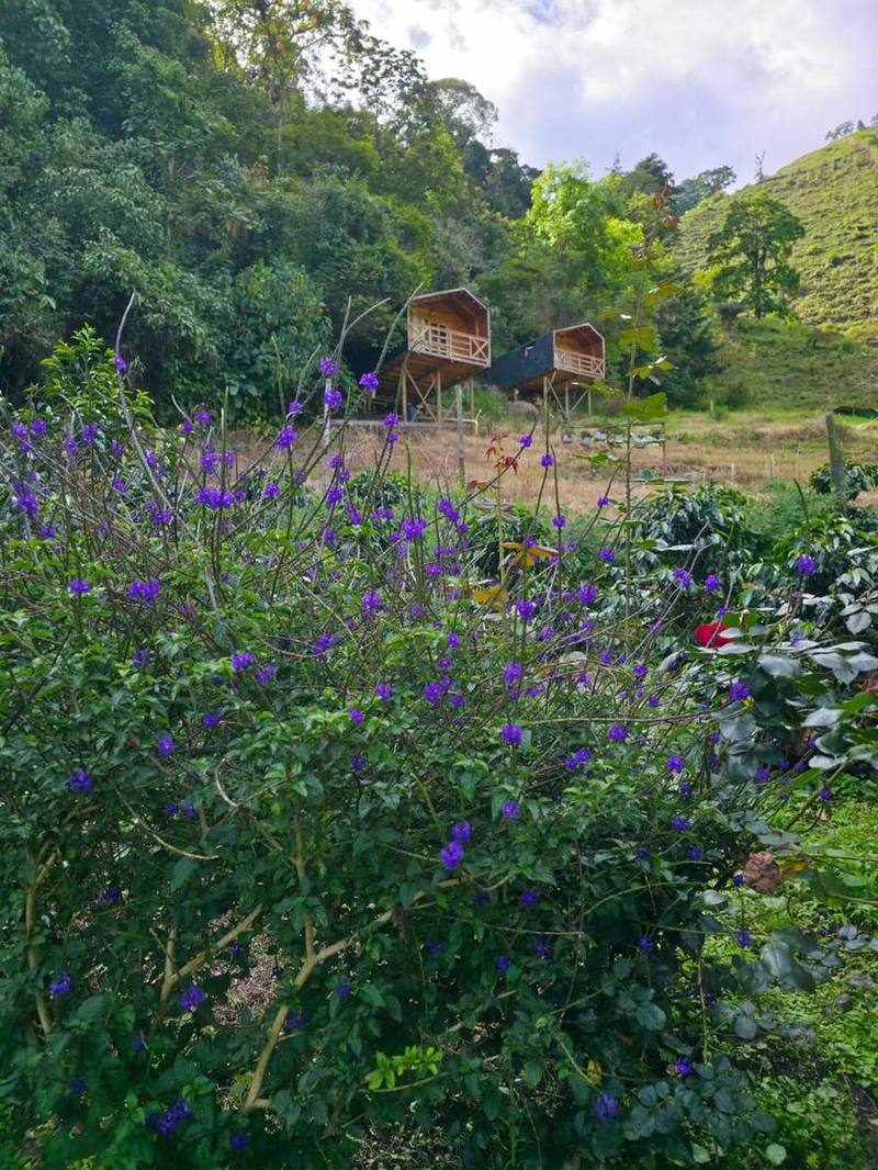 Cabañas elevadas de Alma Rural entre flores moradas y montaña